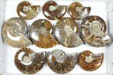 Lot: Polished Ammonites ( - ) - Pieces #101602-1